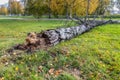 Fallen birch tree in city after windy weather, green grass, old rotten trunk. Close left side view, whole tree is seen in photo