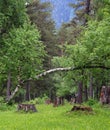 Fallen birch tree in a forest.