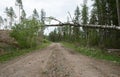 Fallen birch tree over road after windy weather Royalty Free Stock Photo