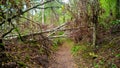 Fallen birch tree over road after windy weather. A small footpath. Royalty Free Stock Photo