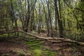 Fallen birch tree in woodland