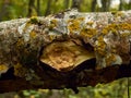 a fallen birch trunk, a branch is broken off, multicolored moss grows on the bark of the birch Royalty Free Stock Photo