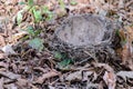 Fallen bird nest lies on the ground Royalty Free Stock Photo