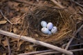 a fallen bird nest with scattered eggshells