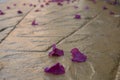 Fallen blossom petals over old stone floor