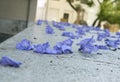 Fallen blue trumpet-shaped jacaranda flowers on the ground in spring Royalty Free Stock Photo