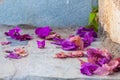 Fallen bougainvillea leaves on a stone floor Royalty Free Stock Photo