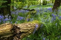 Fallen bough or tree in a bluebell wood