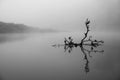 Fallen Branch in River