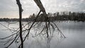 Fallen Branches Frozen