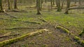 Fallen branches with moss on the forest floor