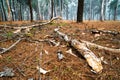 Fallen branches scattered on the ground of dried grass in the pine tree forest.