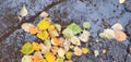 Fallen bright birch leaves in a transparent puddle after rain, reflection of autumn nature Royalty Free Stock Photo