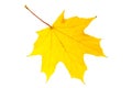 Fallen bright yellow autumn maple leaf on a white background close-up Royalty Free Stock Photo