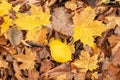 Fallen Bright yellow maple and lime leaves on a carpet of withered brown leaves. Moscow. Royalty Free Stock Photo