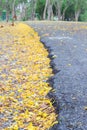 Fallen bright yellow petals of Cassia fistula flowersGolden Shower tree on the ground, in contrast with black Asphalt road sele