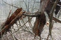 Fallen, broken, and greatly damaged trees in the deep woods