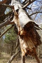 Fallen, broken, and greatly damaged trees in the deep woods