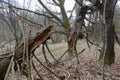 Fallen, broken, and greatly damaged trees in the deep woods