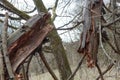 Fallen, broken, and greatly damaged trees in the deep woods