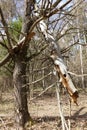 Fallen, broken, and greatly damaged trees in the deep woods