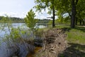 Fallen, broken oaks in the water after the spring flood. Crisis in nature