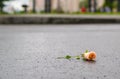 Fallen broken rose lies on the wet asphalt after the rain