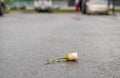 Fallen broken rose lies on the wet asphalt after the rain Royalty Free Stock Photo