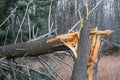 Fallen, broken tree from hurricane damage