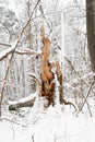 Fallen and broken tree in the natural forest with frosty woods. Royalty Free Stock Photo
