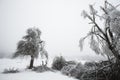 Fallen and broken trees covered with sleet