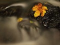 Fallen broken yellow maple leaf in stream. Autumn castaway on wet slipper stone in cold blurred water