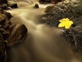 Fallen broken yellow maple leaf in stream. Autumn castaway on wet slipper stone in cold blurred water Royalty Free Stock Photo