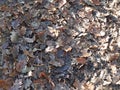 Fallen brown dried oak leaves on a forest floor in winter sunlight and shadow