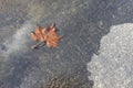 Fallen Brown Leaf in a Puddle on Pavement Royalty Free Stock Photo