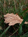 Fallen brown leaf with water drops in green grass Royalty Free Stock Photo