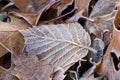 Fallen brown leaves covered with hoar frost Royalty Free Stock Photo