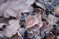 Fallen brown leaves covered with hoar frost Royalty Free Stock Photo