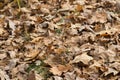 Fallen brown oak leaves on ground Royalty Free Stock Photo