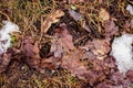 Fallen brown oak leaves on the ground with a little snow. Royalty Free Stock Photo