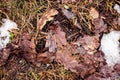 Fallen brown oak leaves on the ground with a little snow. Royalty Free Stock Photo