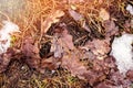 Fallen brown oak leaves on the ground with a little snow. Royalty Free Stock Photo