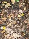 fallen brown oak and yellow birch leaves on ground Royalty Free Stock Photo