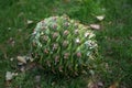Fallen Bunya pine cone