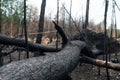 Fallen and burned tree after a forest fire Royalty Free Stock Photo