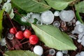 Fallen cherries damaged by hail storm