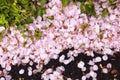 Fallen sakura blossom petals abstract background