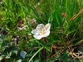 Fallen cherry blossoms in ukraine Royalty Free Stock Photo