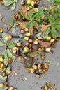 The fallen chestnut acorns.