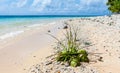 Fallen coconut bunch on a yellow sandy paradise beach of azure turquoise blue lagoon of Majuro atoll, Marshall Islands, Micronesia